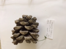Pinus pinea