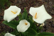 Zantedeschia aethiopica