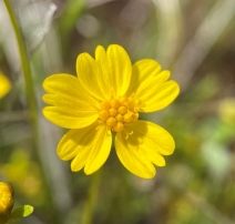 Leptosyne stillmanii