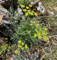 Lomatium congdonii