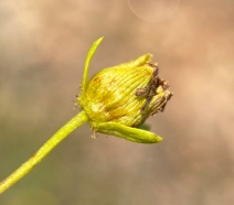 Leptosyne stillmanii