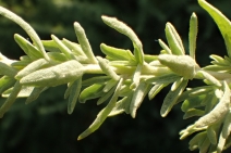 Atriplex canescens var. canescens
