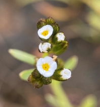 Plagiobothrys greenei