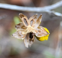 Leptosyne stillmanii