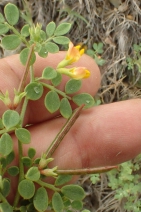 Acmispon maritimus var. maritimus