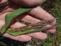 Bromus carinatus