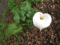 Zantedeschia aethiopica