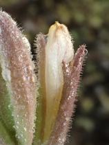 Chloropyron maritimum ssp. maritimum