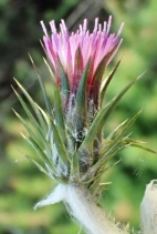 Carduus pycnocephalus ssp. pycnocephalus