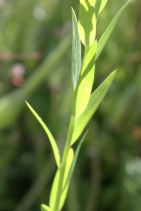 Linum grandiflorum