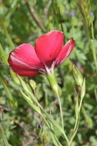 Linum grandiflorum