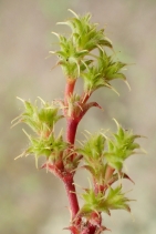 Lastarriaea coriacea