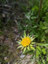 Helianthella californica