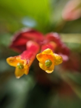 Lonicera involucrata