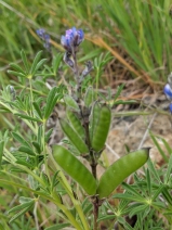 Lupinus pachylobus