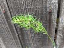 Poa bulbosa
