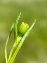 Lasthenia glaberrima