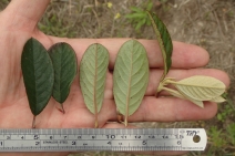 Cotoneaster lacteus