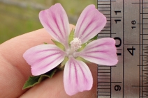 Malva nicaeensis