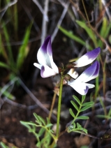 Astragalus claranus