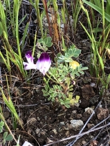 Astragalus claranus