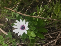 Dimorphotheca ecklonis