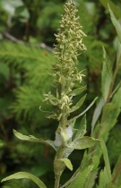 Artemisia suksdorfii