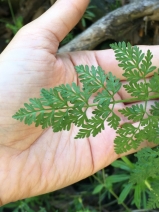 Anthriscus caucalis