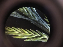 Desmazeria rigida