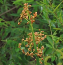 Schoenoplectus californicus