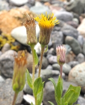 Heterotheca oregona var. oregona