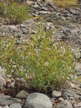 Heterotheca oregona var. oregona