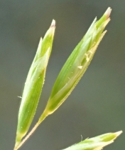 Schismus arabicus