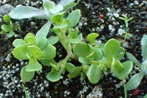 Anagallis minima