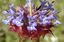 Salvia columbariae
