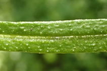 Galium aparine