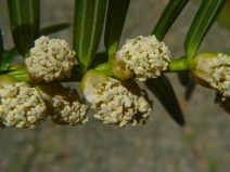 Torreya californica