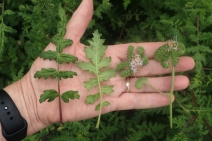 Phacelia ramosissima