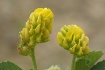 Medicago lupulina