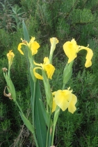 Iris pseudacorus