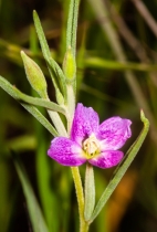 Clarkia affinis