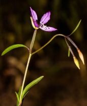 Clarkia modesta