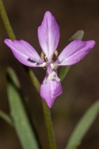 Clarkia modesta