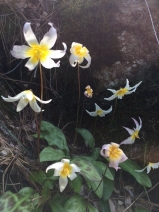 Erythronium helenae