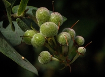 Arctostaphylos pallida