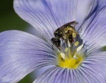Linum lewisii