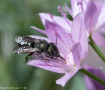Allium unifolium