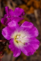 Clarkia speciosa ssp. immaculata