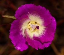 Clarkia speciosa ssp. immaculata