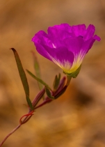 Clarkia speciosa ssp. immaculata